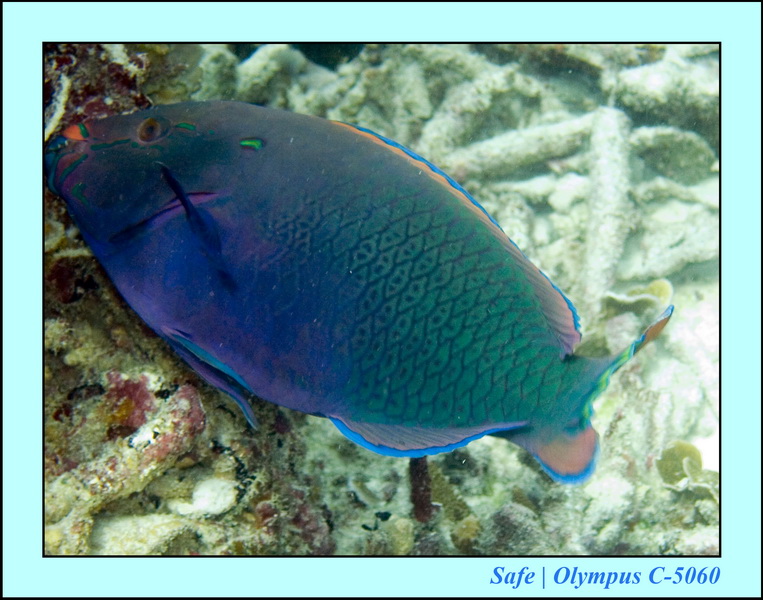 2008 - 07 - Redang - 021